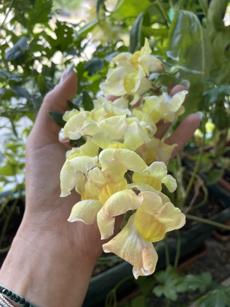 "Fiori di campo cresciuti da partecipazioni di matrimonio piantabili" "Fiori gialli sbocciati da inviti di matrimonio ecologici" "Fioritura di piante aromatiche da partecipazioni biodegradabili" "Fiori di campo dalle partecipazioni sostenibili di ParteciPiante" "Piante di matrimonio piantabili con fiori gialli"