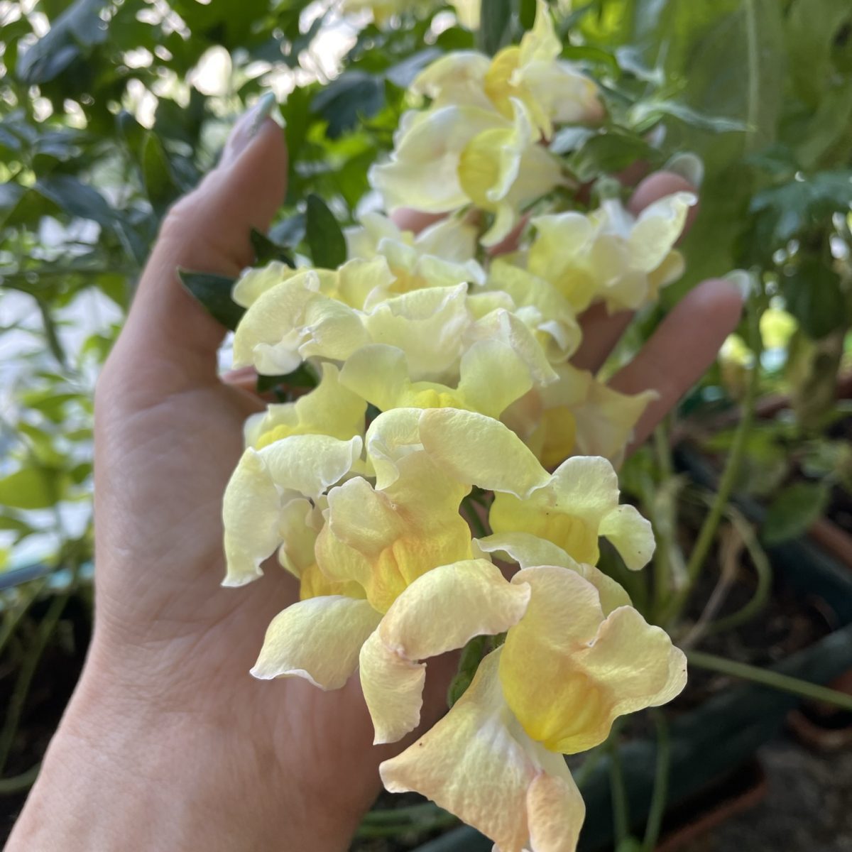 "Fiori di campo cresciuti da partecipazioni di matrimonio piantabili" "Fiori gialli sbocciati da inviti di matrimonio ecologici" "Fioritura di piante aromatiche da partecipazioni biodegradabili" "Fiori di campo dalle partecipazioni sostenibili di ParteciPiante" "Piante di matrimonio piantabili con fiori gialli"